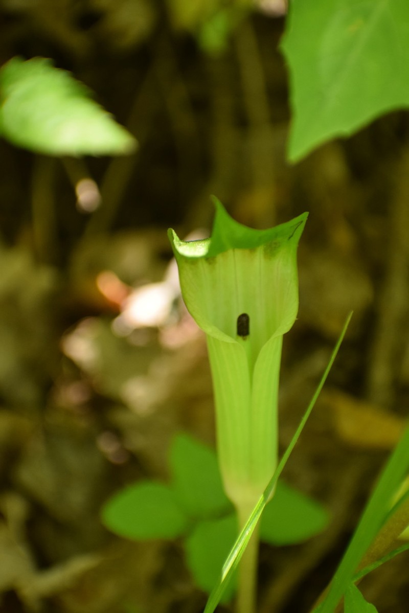 Arisaema pusillum photo 6