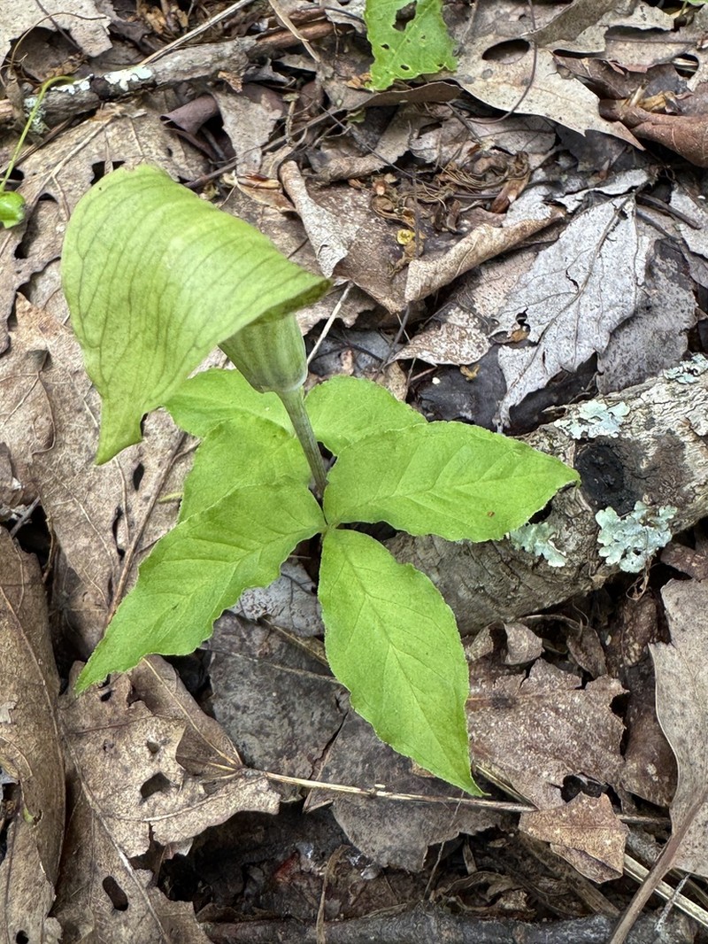 Arisaema pusillum photo 7