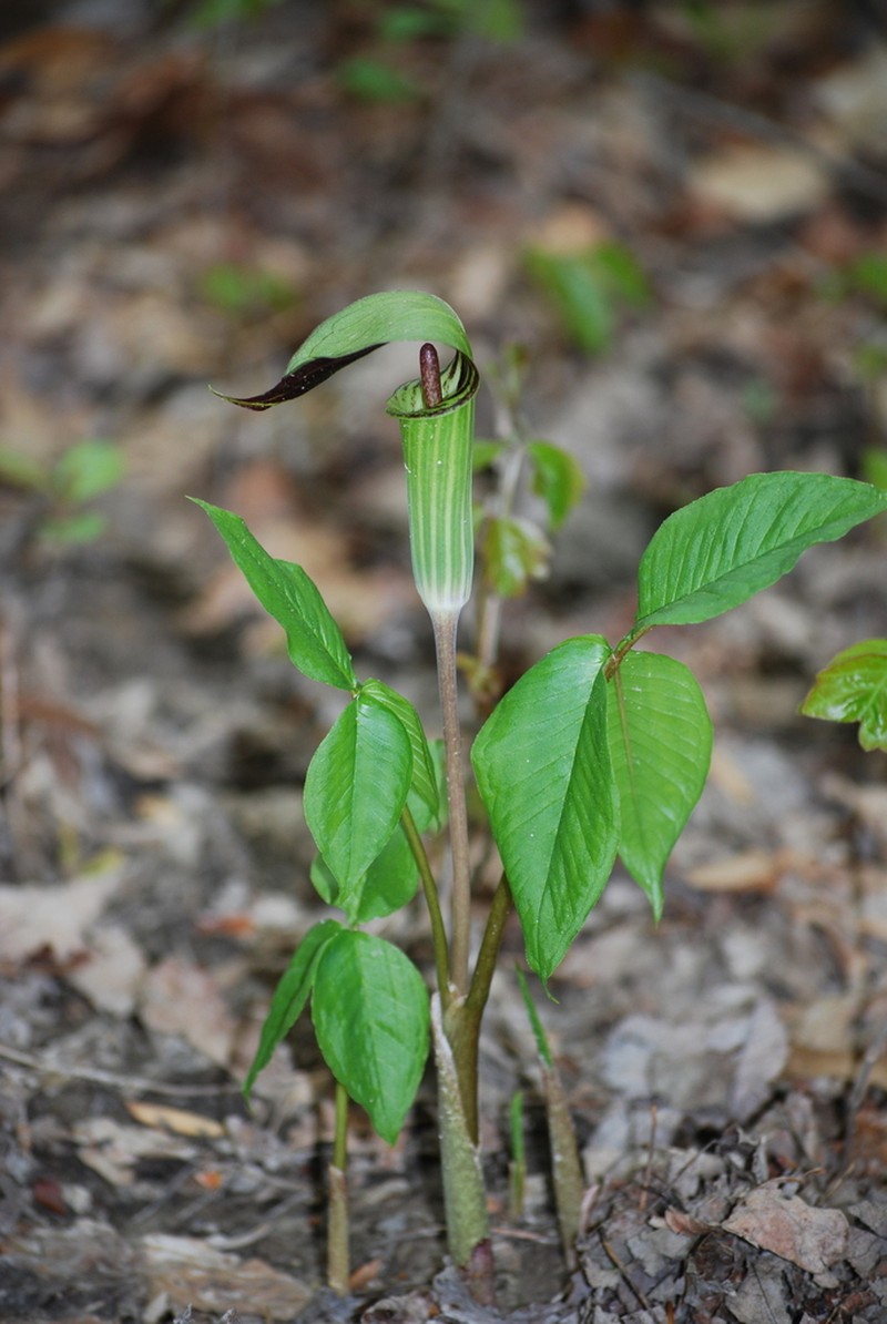 Arisaema pusillum photo 8