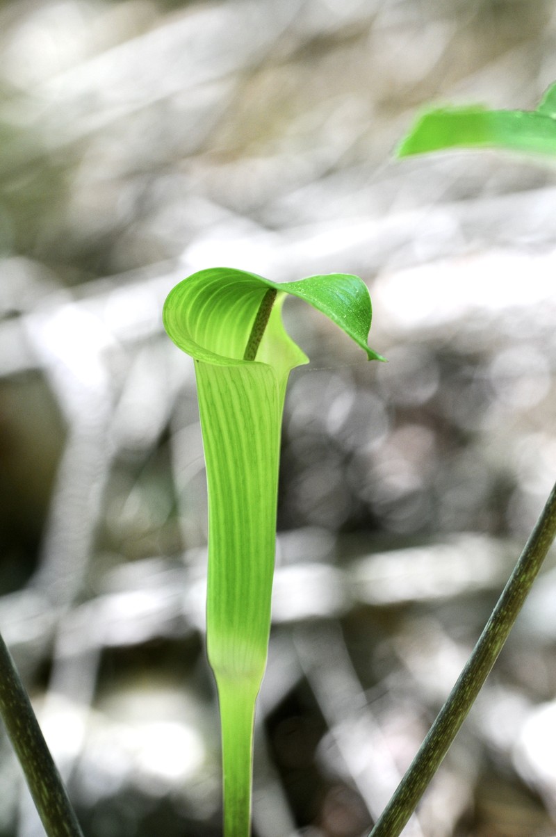 Arisaema quinatum