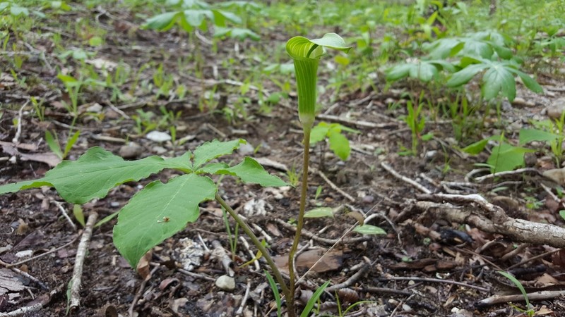 Arisaema quinatum photo 2