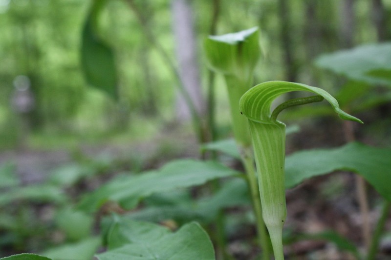 Arisaema quinatum photo 3