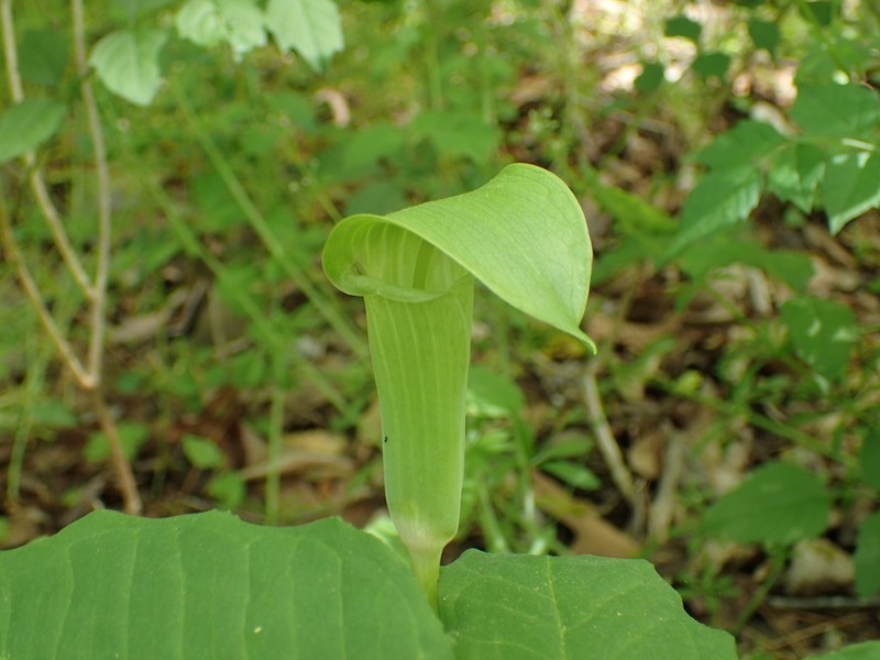 Arisaema quinatum photo 4