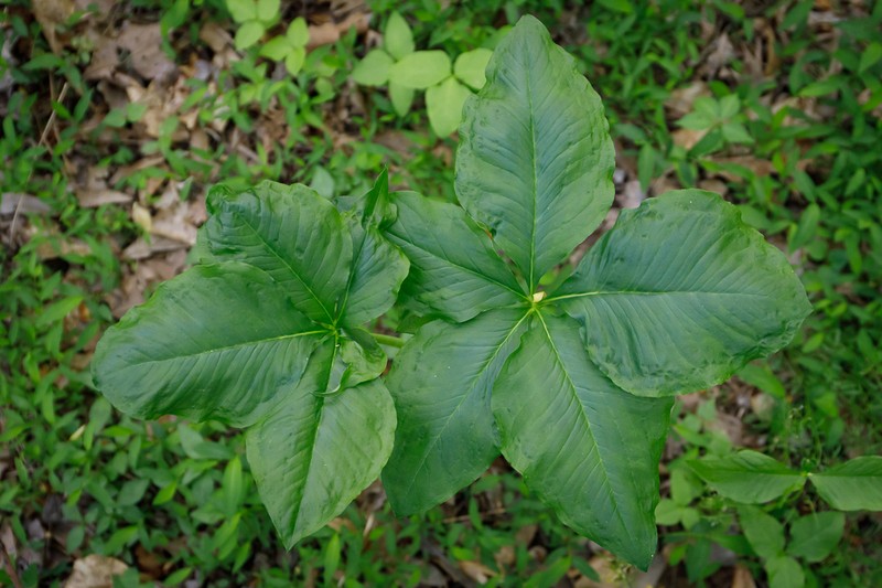 Arisaema quinatum photo 5