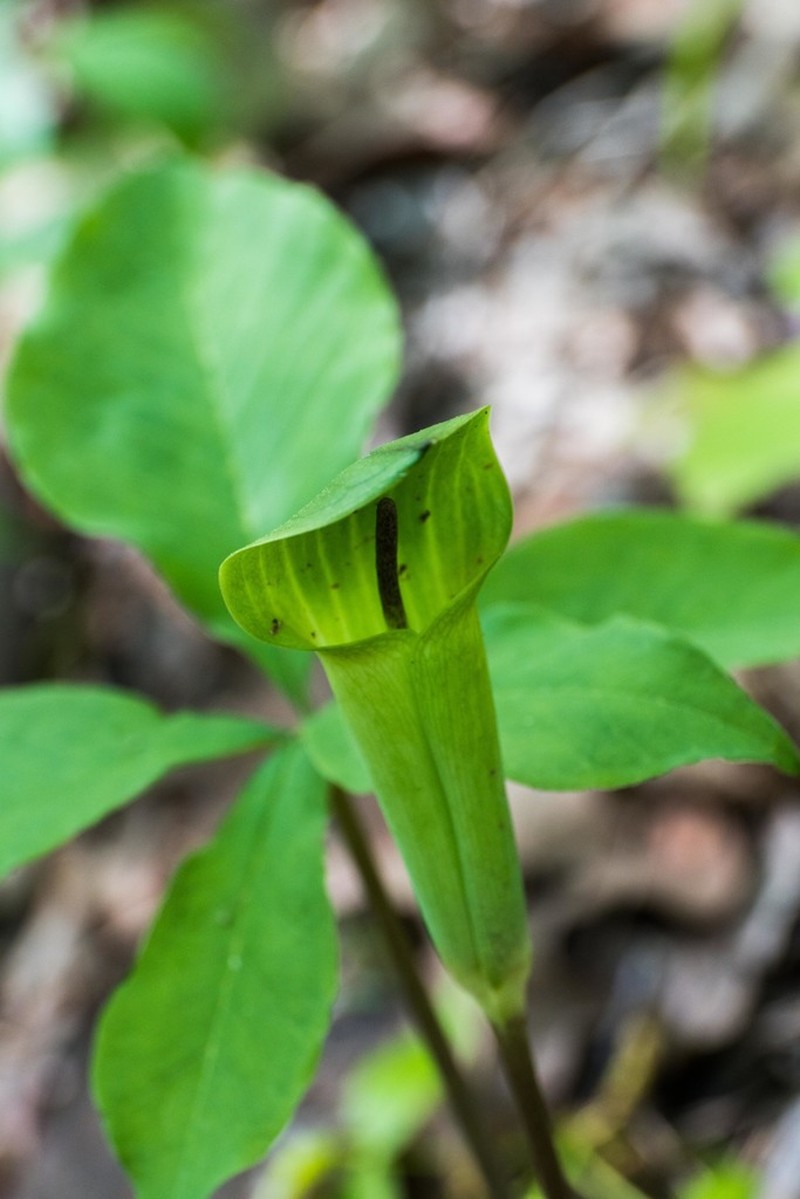 Arisaema quinatum photo 6