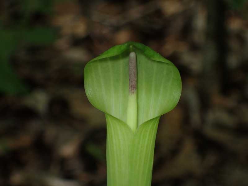 Arisaema quinatum photo 7