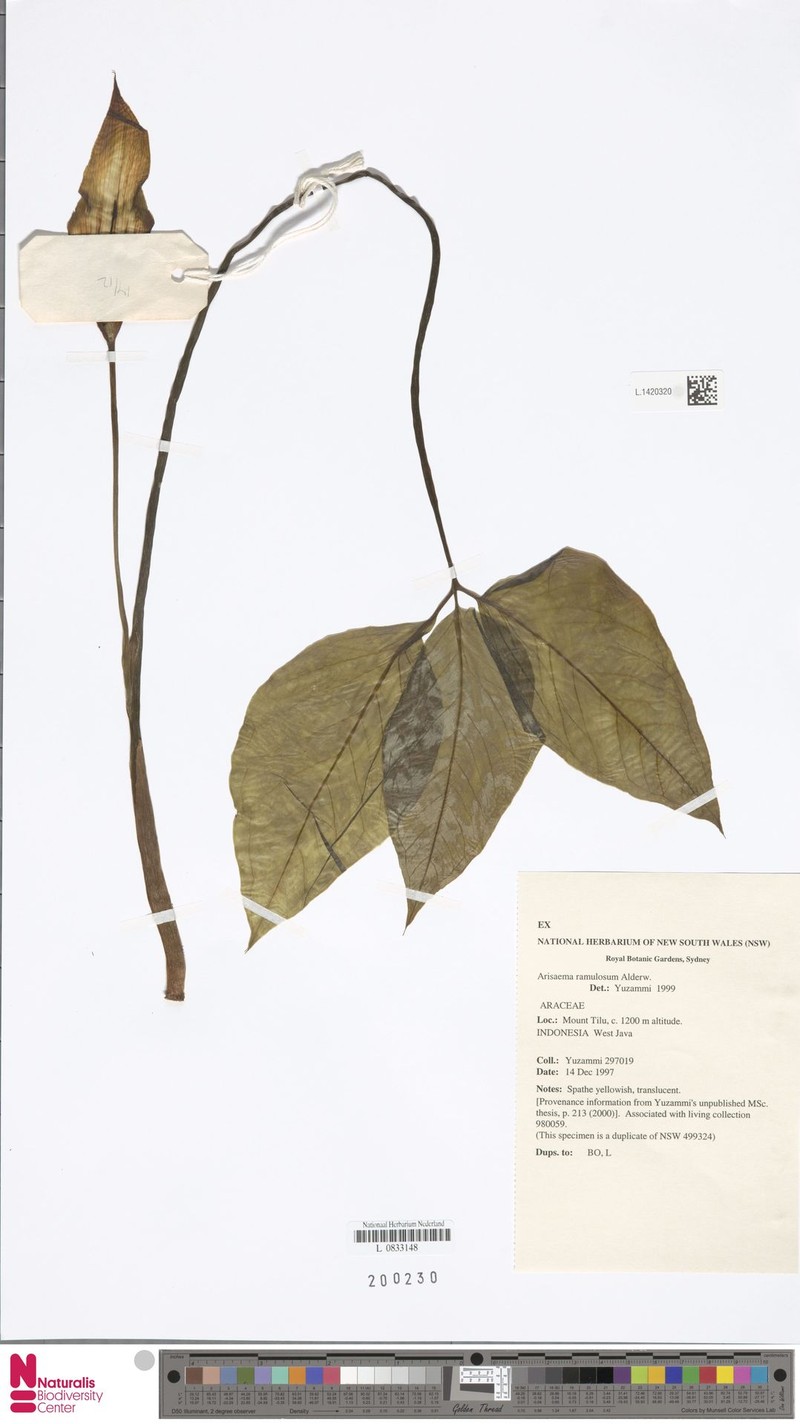 Arisaema ramulosum