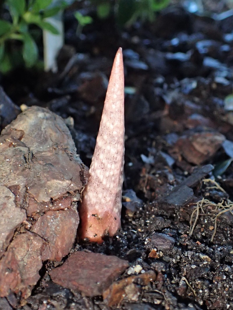 Arisaema ringens photo 2