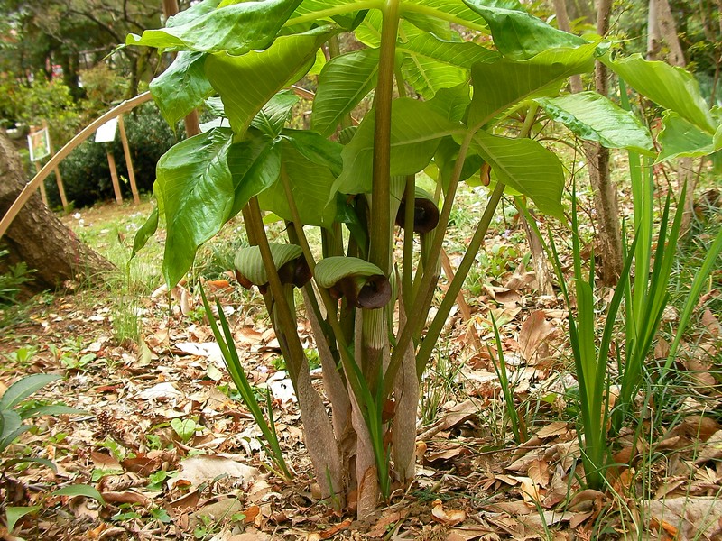 Arisaema ringens photo 3