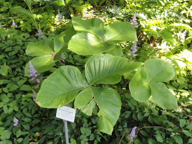 Arisaema ringens photo 4