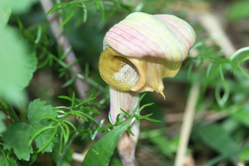 Arisaema ringens photo 5