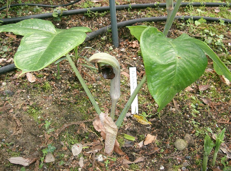Arisaema ringens photo 7