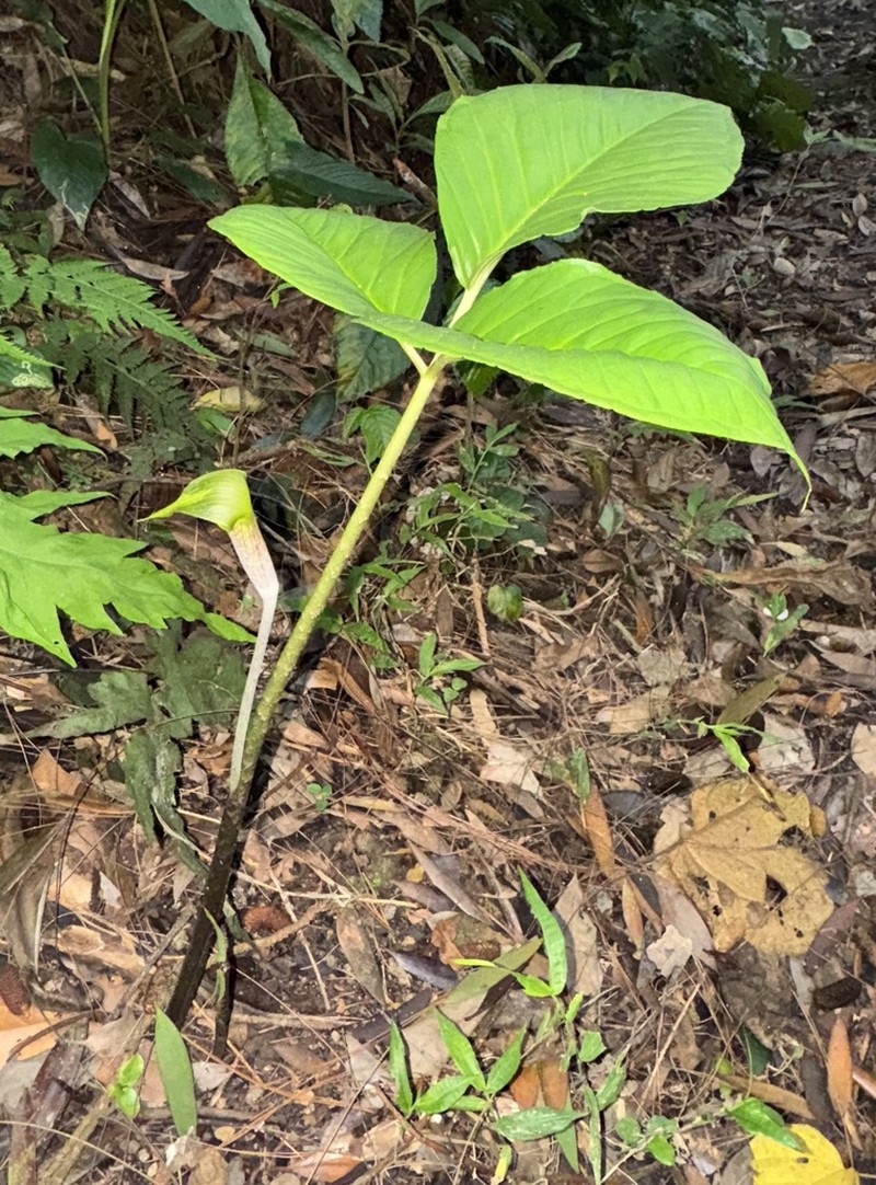 Arisaema roxburghii