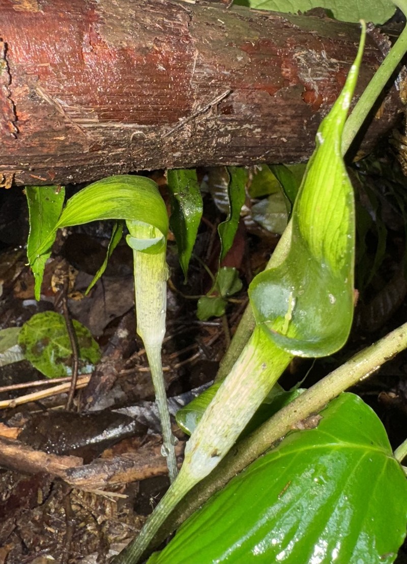 Arisaema roxburghii photo 2