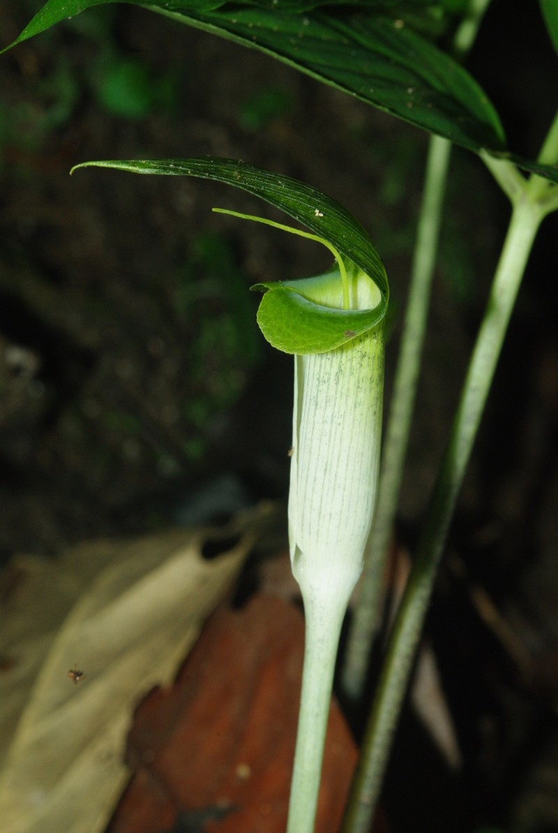 Arisaema roxburghii photo 3