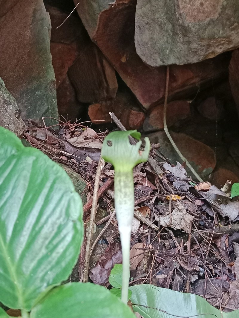 Arisaema roxburghii photo 4