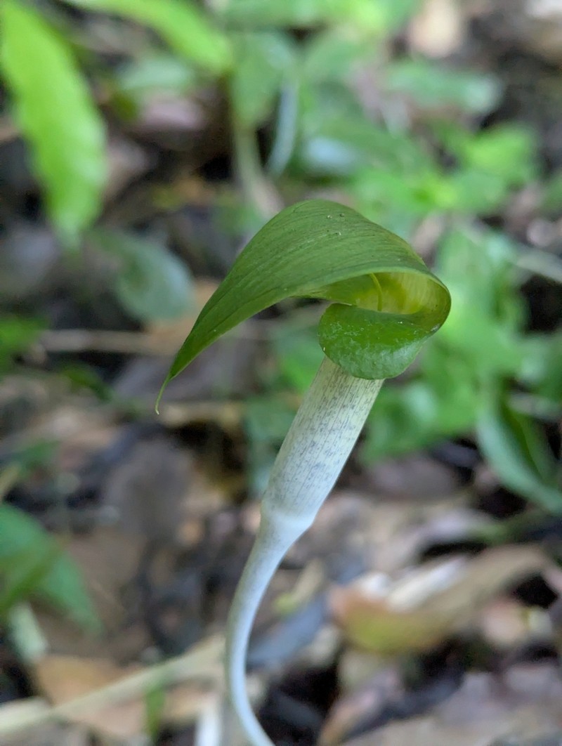 Arisaema roxburghii photo 5