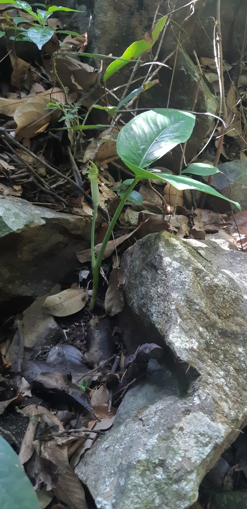 Arisaema roxburghii photo 6