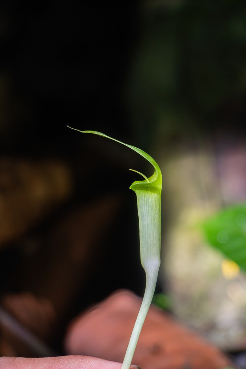 Arisaema roxburghii photo 7