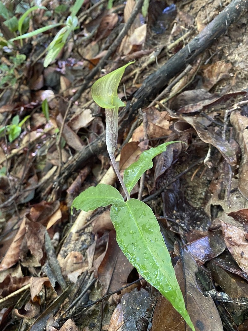 Arisaema roxburghii photo 8