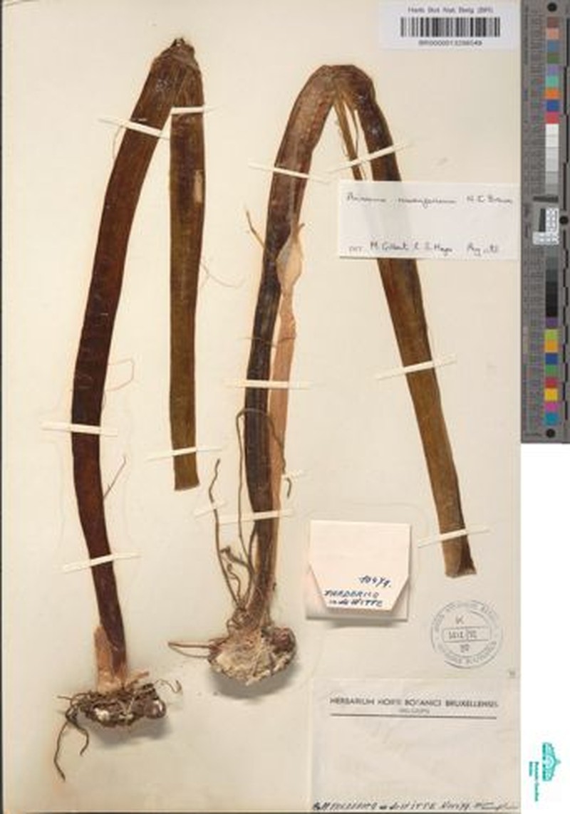 Arisaema ruwenzoricum