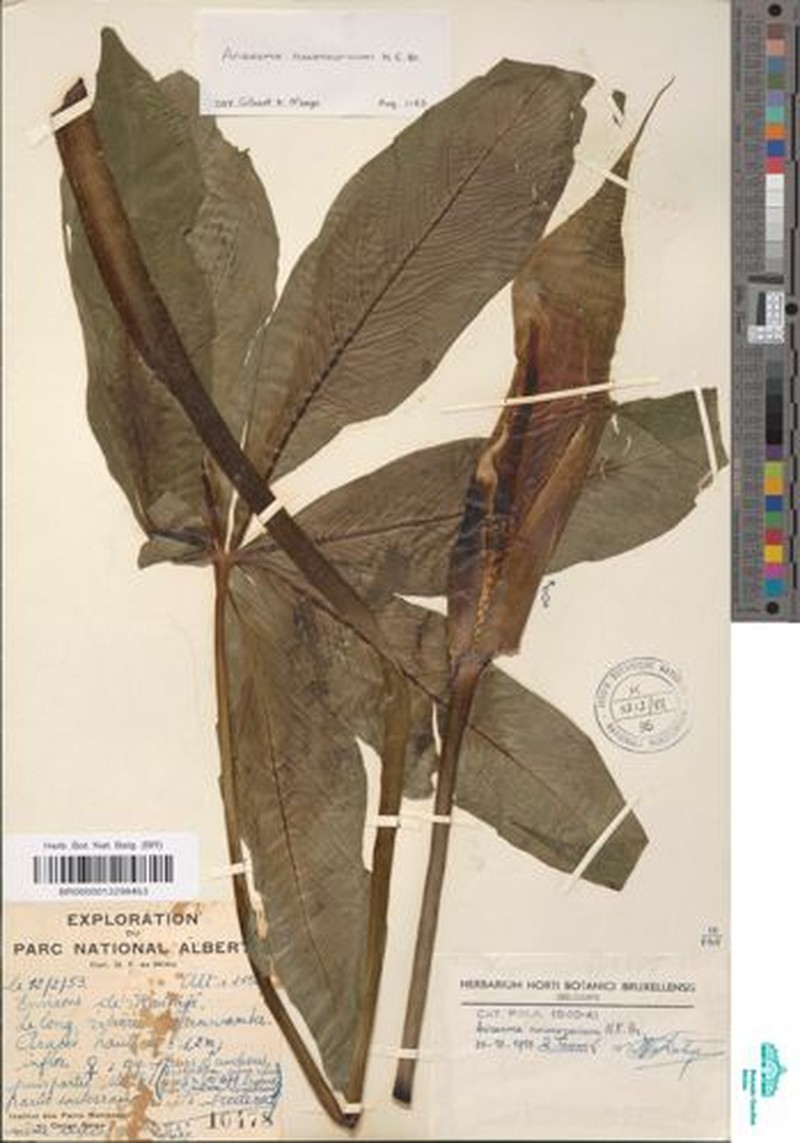 Arisaema ruwenzoricum photo 2