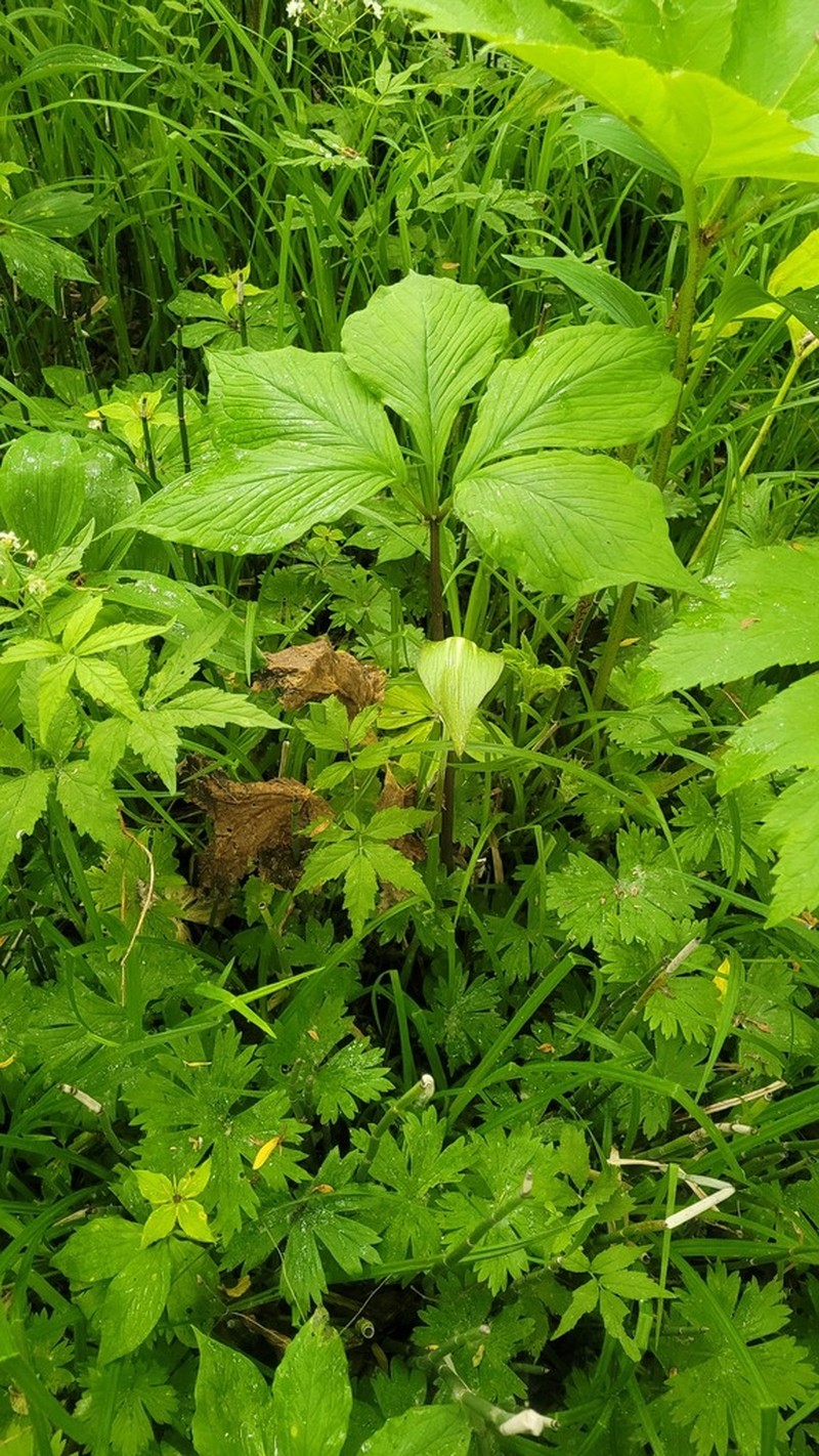 Arisaema sachalinense photo 2