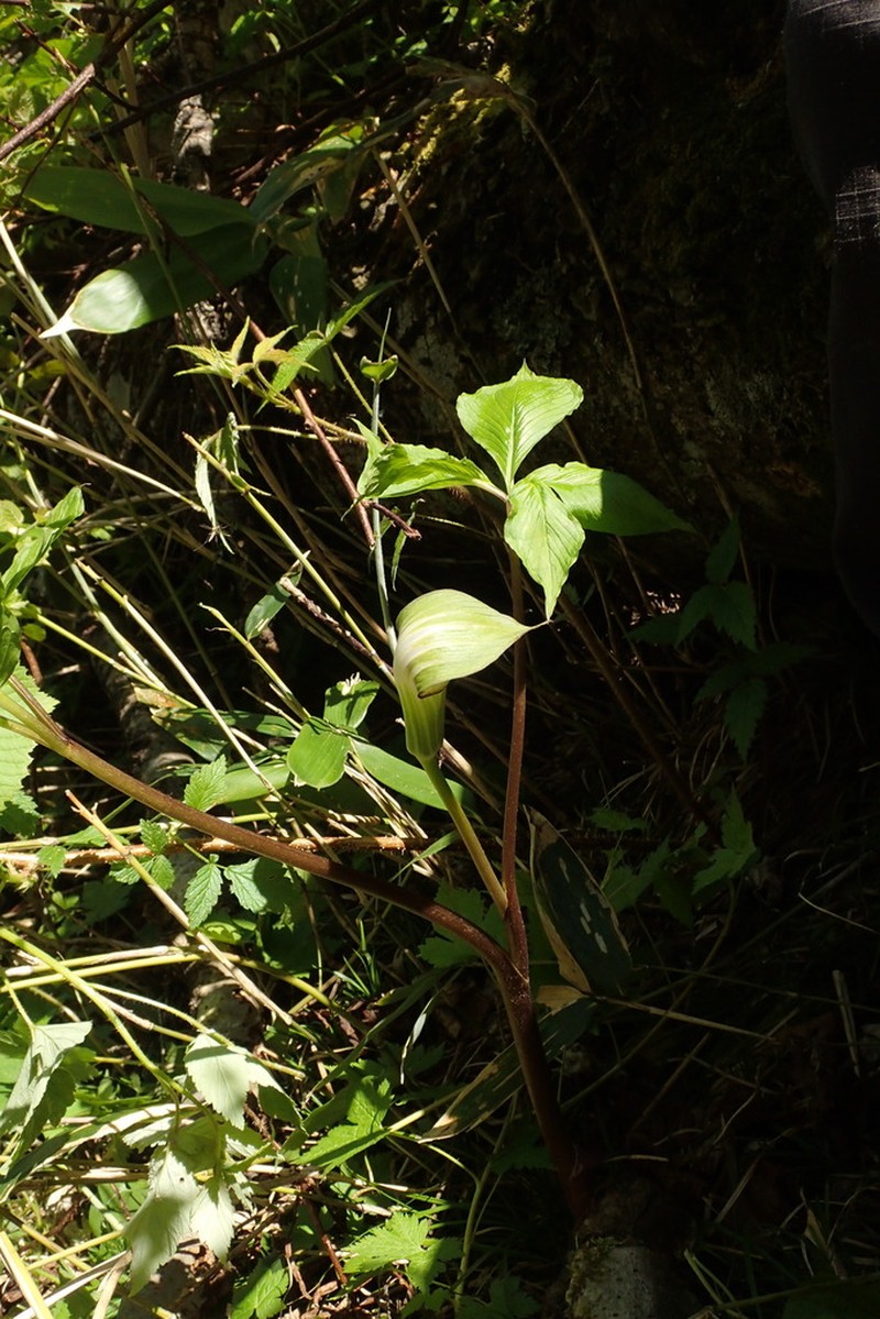 Arisaema sachalinense photo 3
