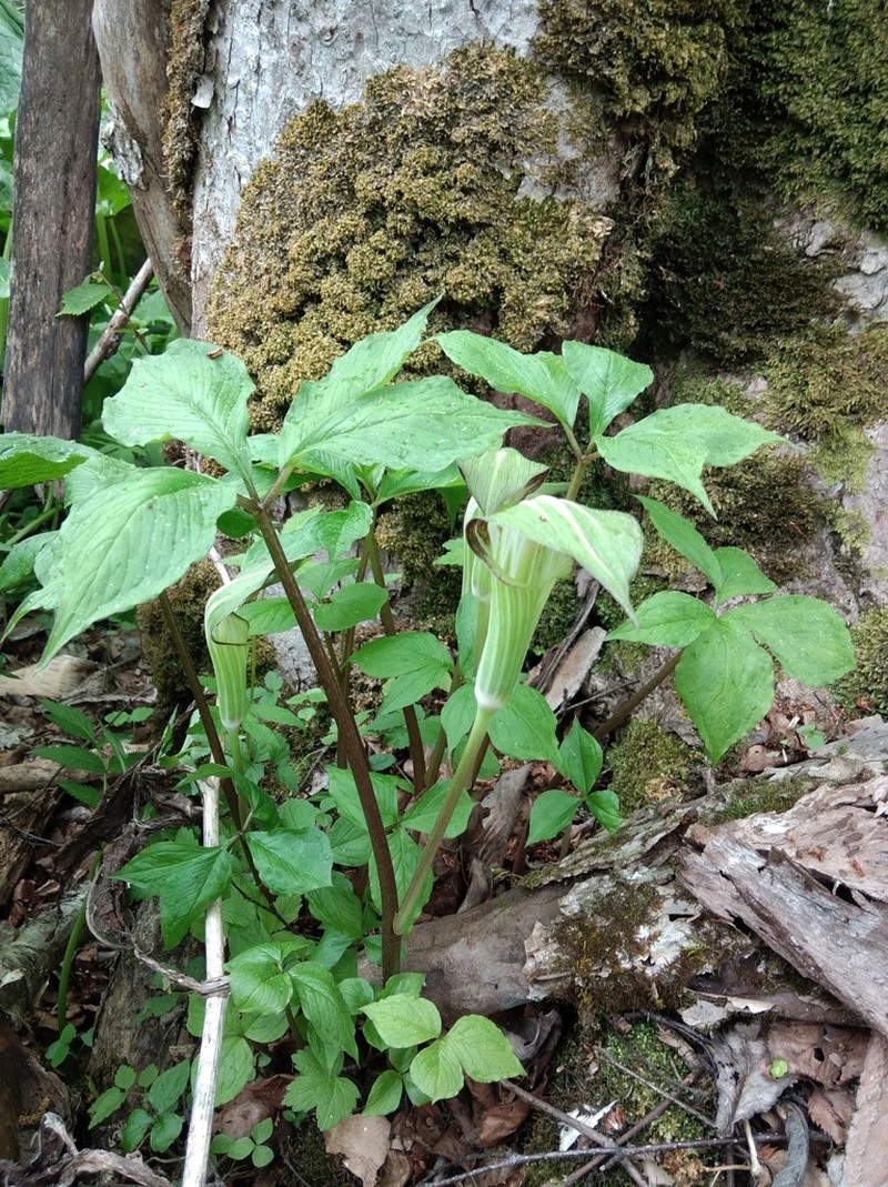Arisaema sachalinense photo 4