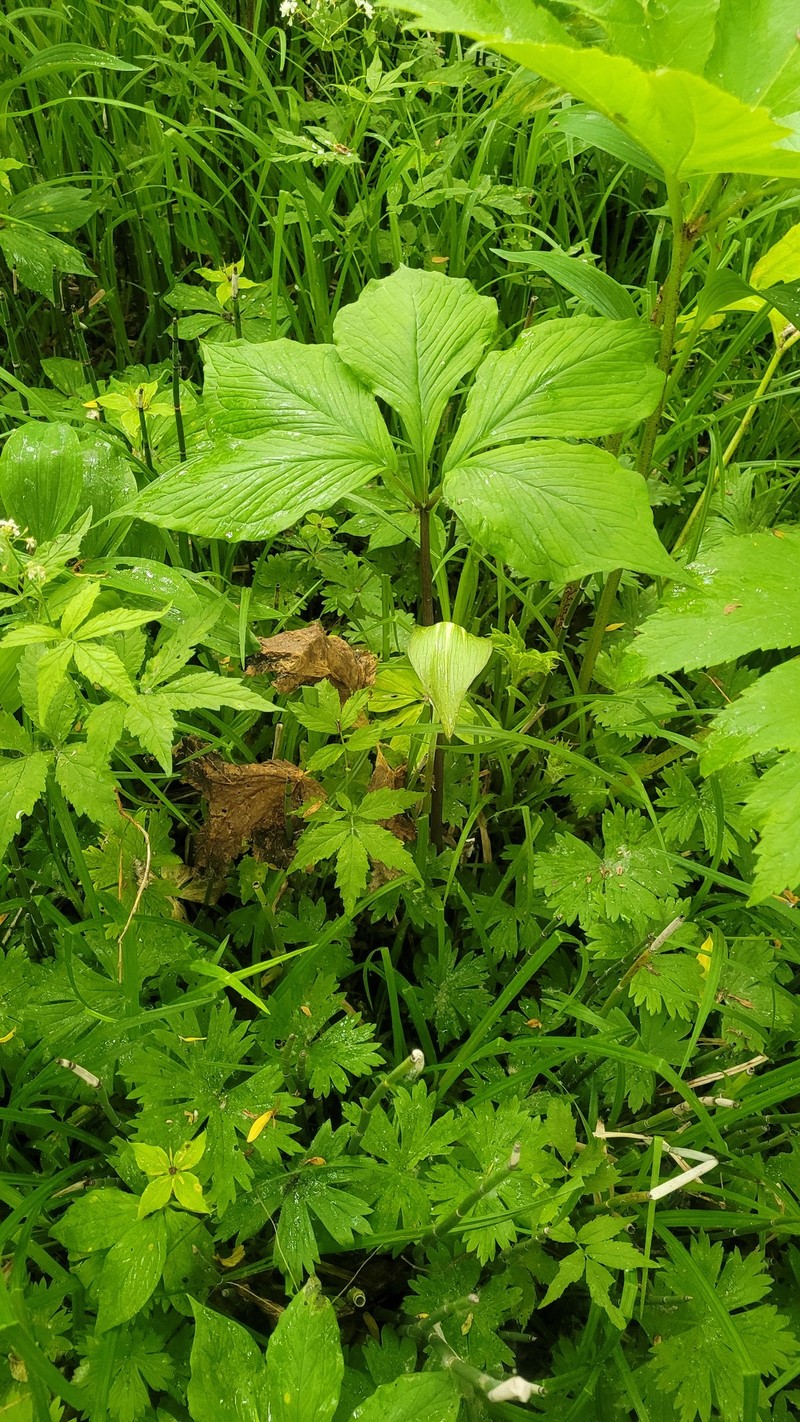 Arisaema sachalinense photo 6