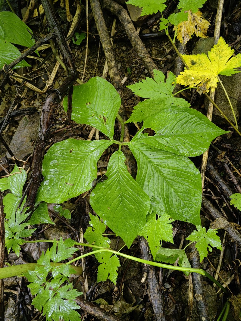 Arisaema sachalinense photo 7