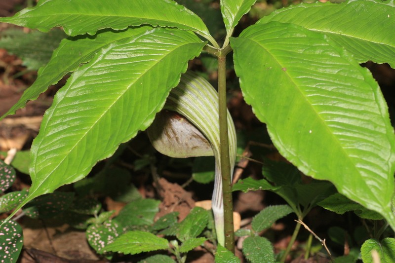 Arisaema sarracenioides