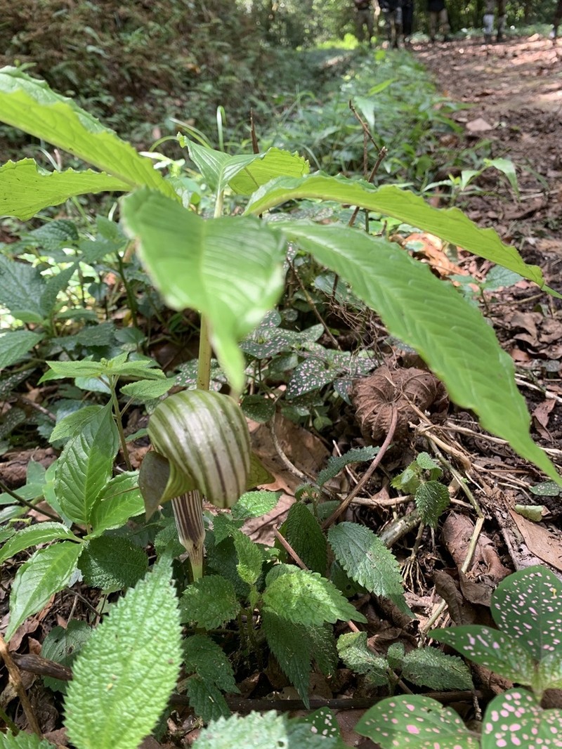 Arisaema sarracenioides photo 2