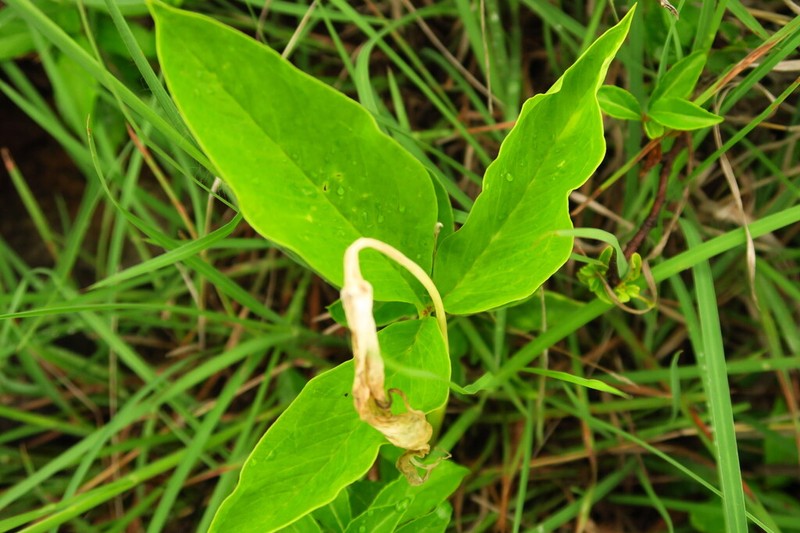 Arisaema saxatile photo 2