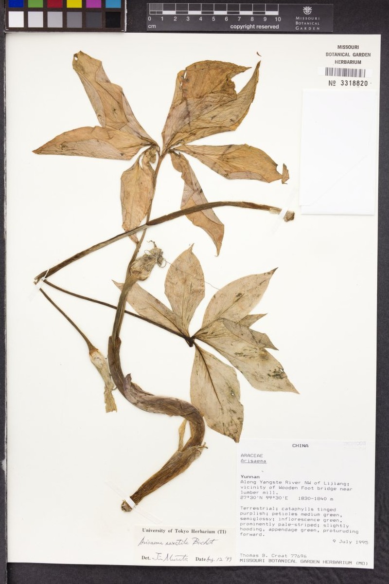 Arisaema saxatile photo 3