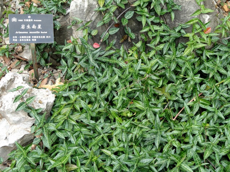 Arisaema saxatile