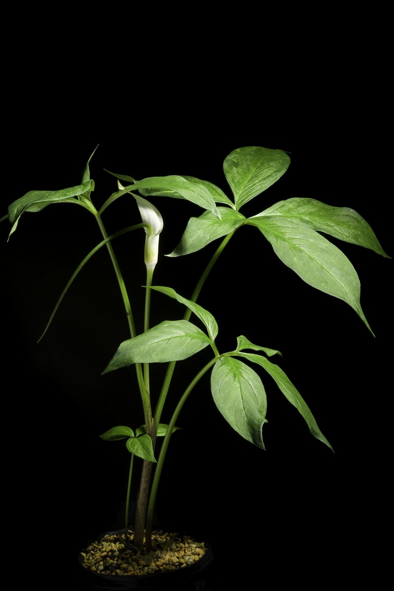 Arisaema saxatile photo 5