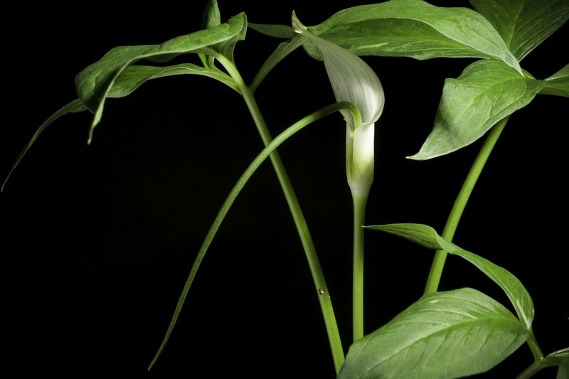 Arisaema saxatile photo 6