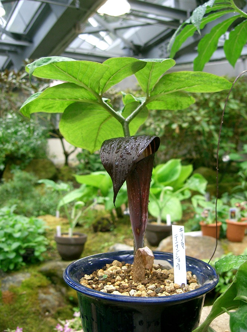 Arisaema sazensoo