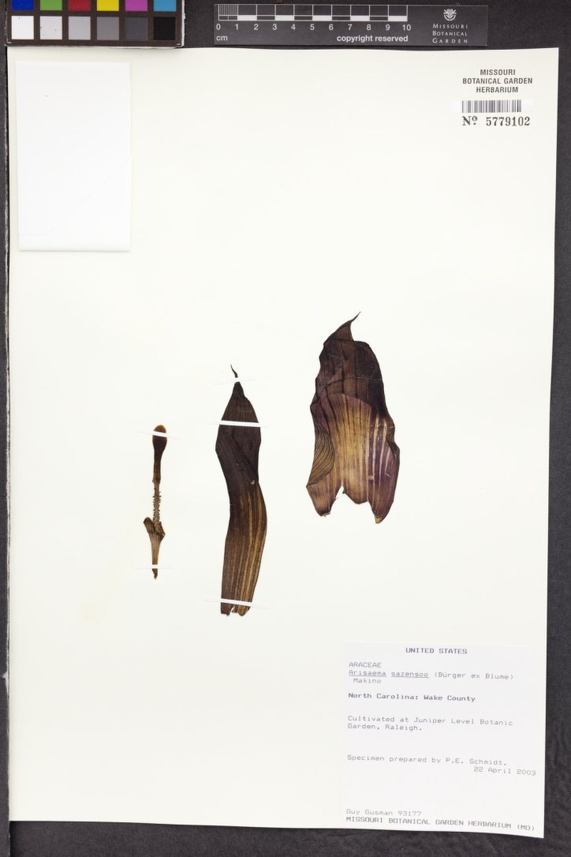 Arisaema sazensoo photo 5