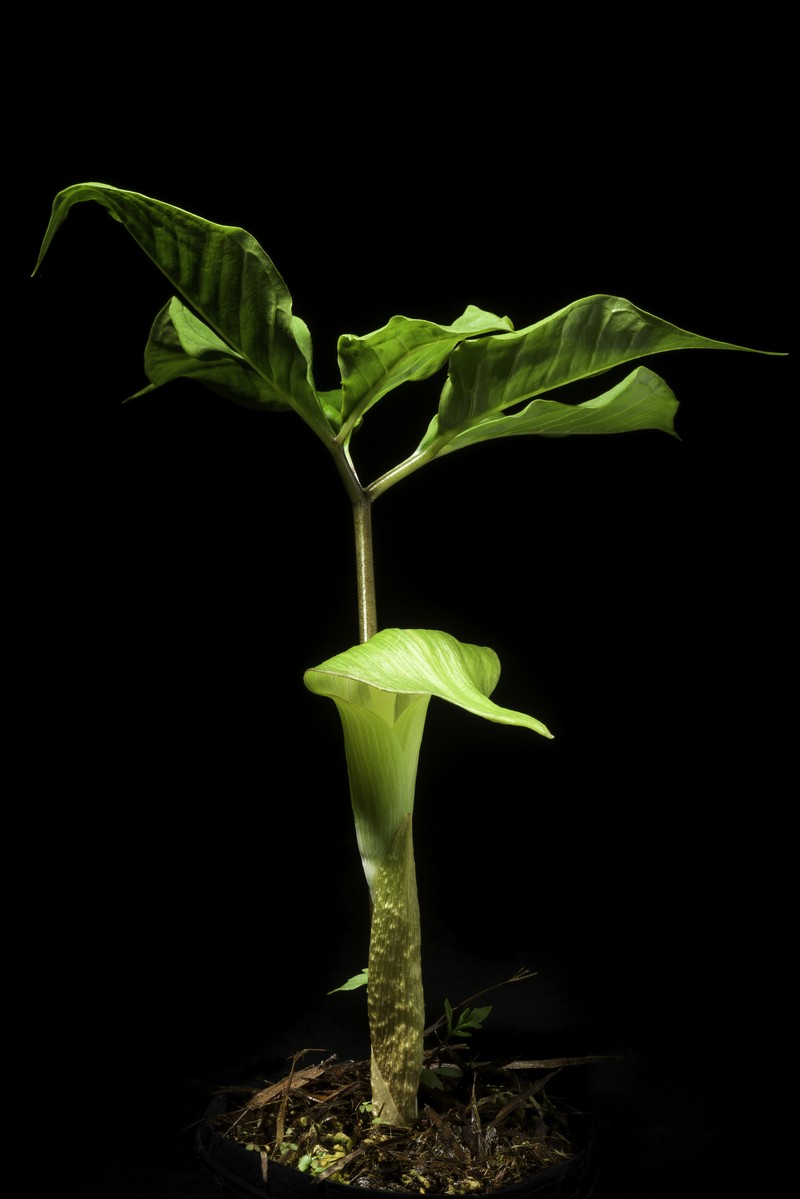 Arisaema sazensoo photo 6