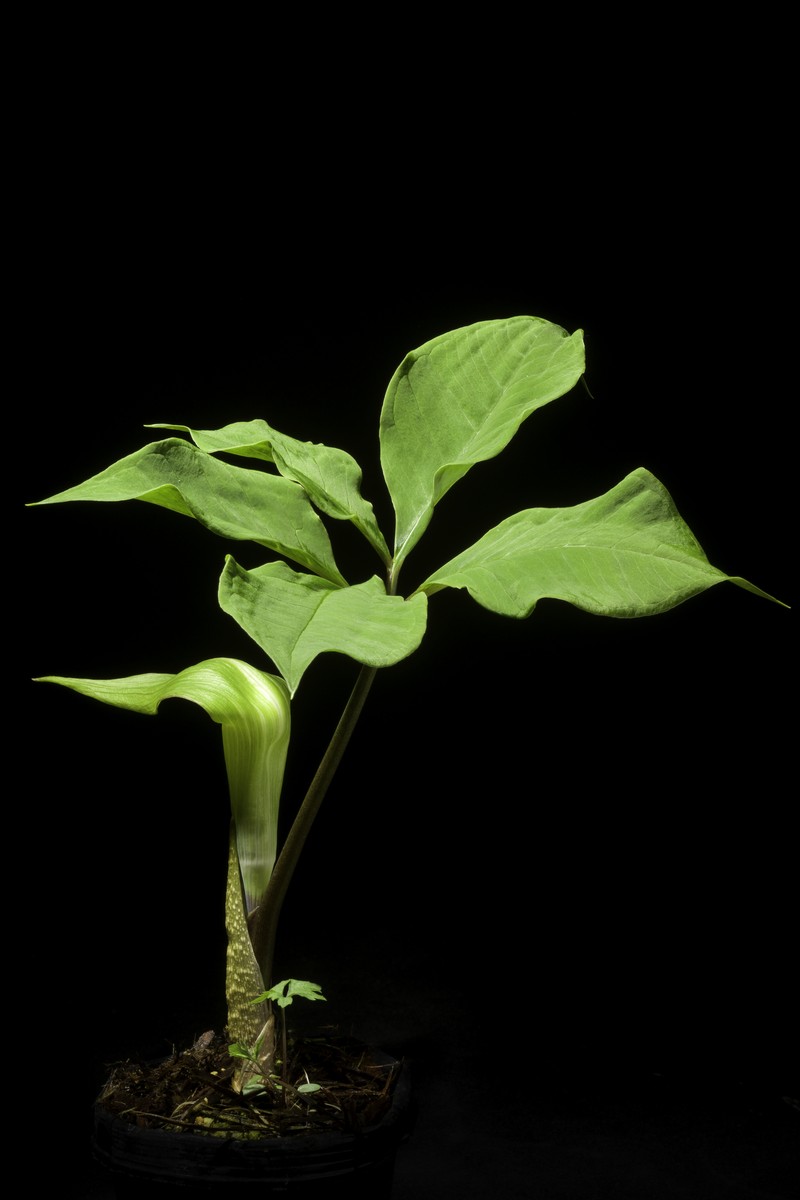 Arisaema sazensoo photo 7