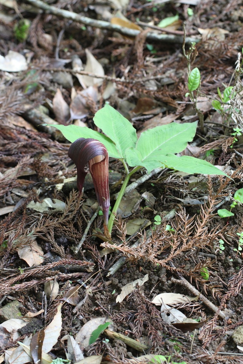 Arisaema sazensoo photo 2