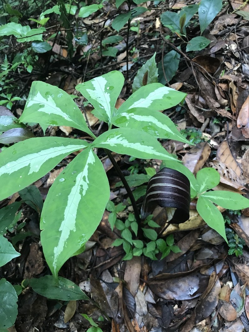 Arisaema sazensoo photo 3