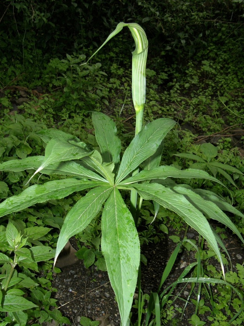 Arisaema schimperianum