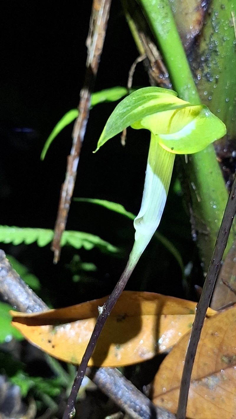 Arisaema scortechinii photo 5