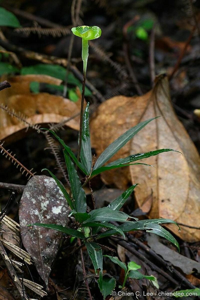 Arisaema scortechinii photo 6
