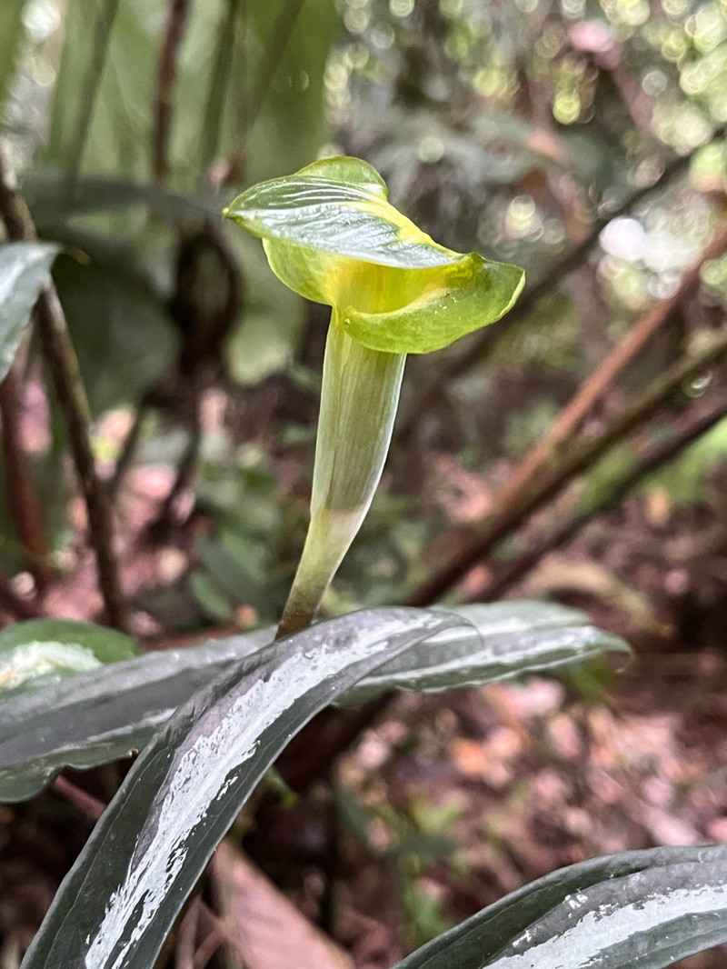 Arisaema scortechinii photo 7