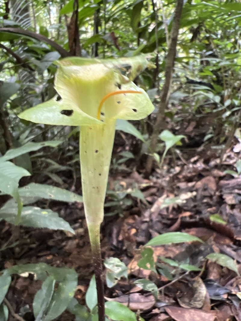 Arisaema scortechinii