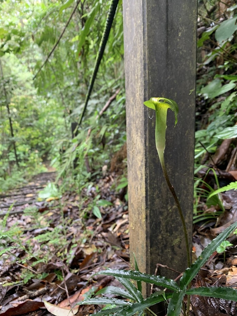 Arisaema scortechinii photo 2